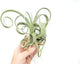 Air Plant Shop Tillandsia Curly Slim (T. Intermedia x T. Streptophylla) Air Plant - Succulents - Live Tillandsia - Easy Care Indoor and Outdoor House Plants (Pack of 1)