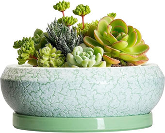 EPFamily Succulent Pot 6 Inch - Ceramic Bonsai Pots Indoor Outdoor, Shallow Plant Pots with Drainage Hole and Saucer, Small Bonsai Planter, Round Bowl Planter, Desk Decor, Housewarming Gifts, Green