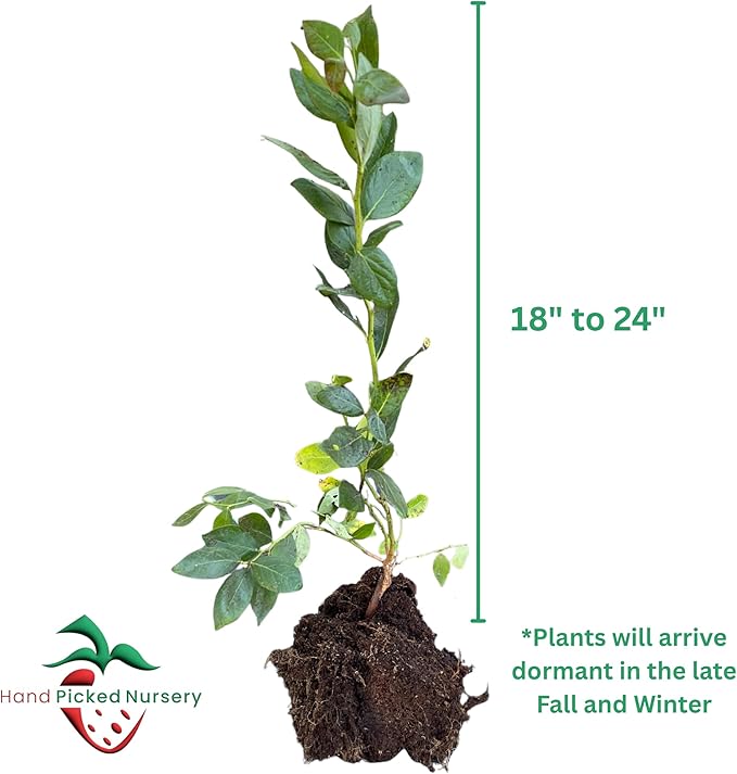 Blue Ray Bare Root Blueberry Plant, 3-Year Old Plant - Produces Large and Richly Sweet Berries - from Hand Picked Nursery (2)