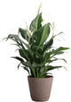 Thorsen's Greenhouse Live Peace Lily Plant, Spathyphylum, Low Light, Natural Air Purifier Live Indoor Plant, 4-6" Diameter Pot (Coffee, 4-inch Pot)