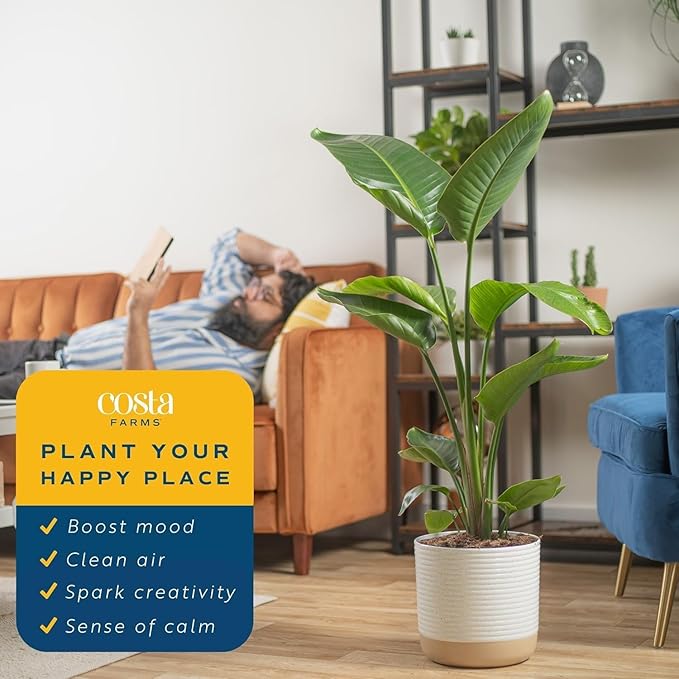 Costa Farms White Bird of Paradise Plant (2-Pack), Live Indoor Plants Houseplants in Indoors Planter Pots, Soil, Housewarming Gift, Living Room, Office, and Home Decor, 2-3 Feet Tall