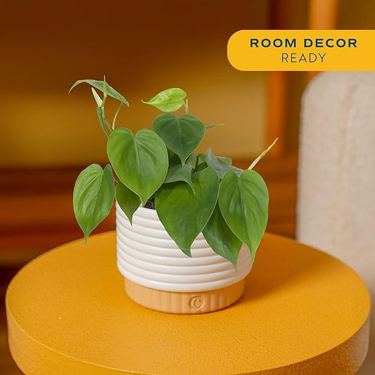Costa Farms Philodendron Live Plant, Grower's Choice Indoor House Plant, Easy to Grow Vining Houseplant in Decorative Plant Pot, Climbing Trellis, Living Room Home or Office Decor, Birthday Gift