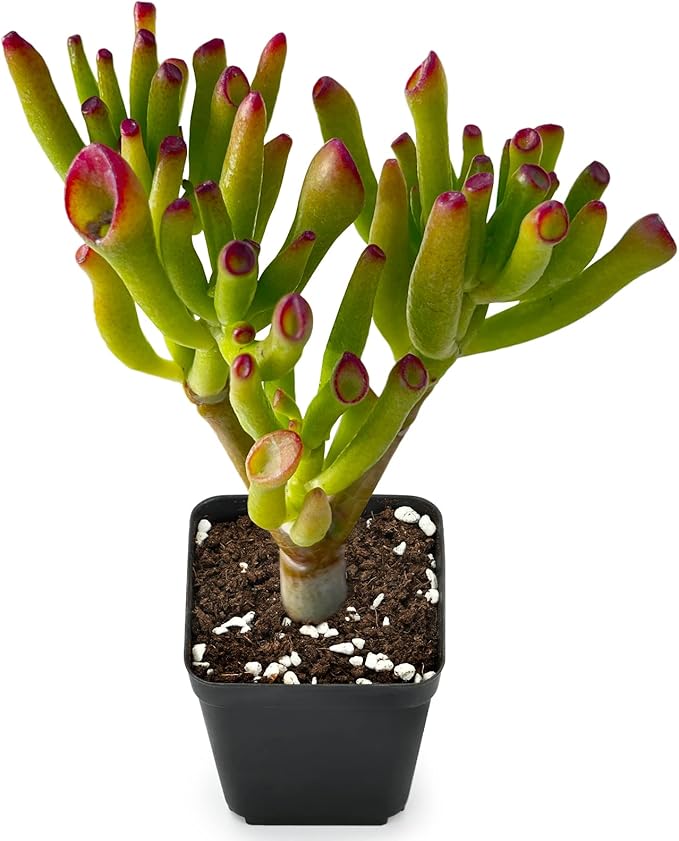 Sprout N Green Gollum Jade - Crassula Ovata Gollum, Rare Cute Succulent Plant Fully Rooted in 2" Pot