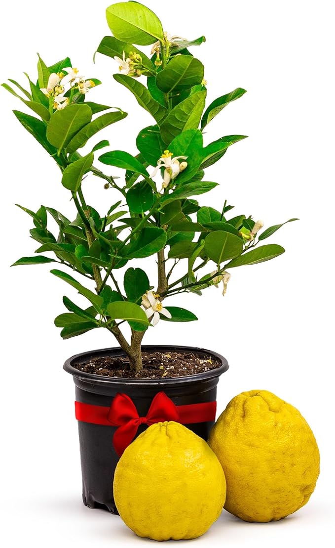 Ponderosa Lemon Patio Fruit Trees Live Plants 13" - 22" Tall Dwarf Fruit Trees Live Plants Outdoor, Small Lemon Tree Cannot Ship: CA,AZ,TX,LA - Real Indoor Tree, Citrus Pot for Planting by Via Citrus