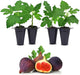 Violette de Bordeaux Fig Trees Live Plants – Set of 4 Starter Fig Plants – Compact, High-Yielding Variety with Rich, Sweet Fruit – Ideal for Containers and Small Gardens – Cold Hardy and Easy to Grow