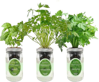 Environet Hydroponic Herb Growing Kit Set, Self-Watering Mason Jar Herb Garden Starter Kit Indoor, Windowsill Herbs Garden, Grow Your Own Herbs from Organic Seeds (Basil, Cilantro and Parsley)