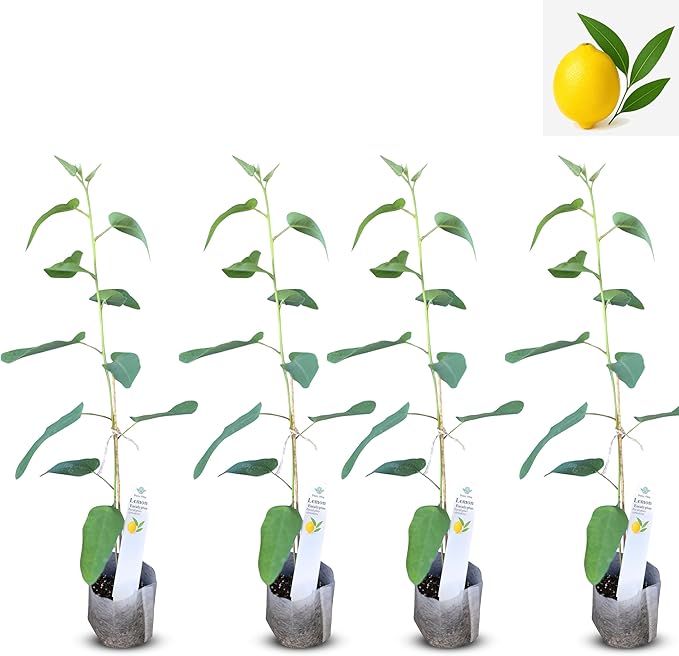 Lemon Eucalyptus (Corymbia citriodora) Live Plant - Fragrant Indoor/Outdoor Plant with Natural Insect Repellent Citronella Oil (4 eucal-Lemon sacs)