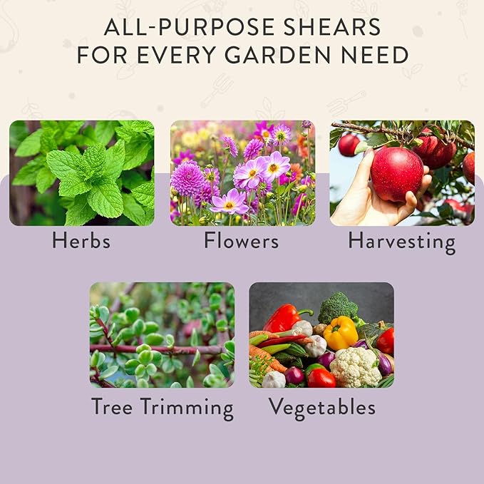 Modern Sprout Pruning Shears - Herb Snipping Scissors- Lightweight Gardening Tools W/Easy Lock - Flower Cutter Garden Shears - Carbon Steel Blade + Reusable Holster (Lavender, 1-Pack)