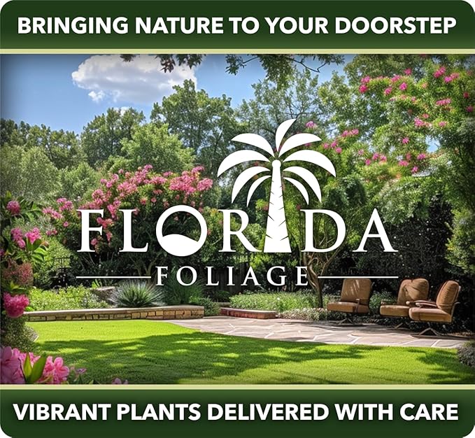 Mexican Petunia Purple | 30 Live Plants | Ruellia Brittoniana | Purple Flowering Landscape Pollinator | Heat Tolerant Groundcover | Outdoor Perennial for Gardens Borders Walkways Containers