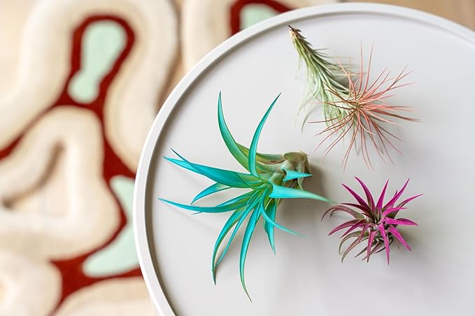 Purple Colorful Tillandsia Air Plants - Long Lasting Color Enhanced Live Tillandsia Succulent House Plants - Home and Garden Decor - Easy Care Indoor and Outdoor (Juncea, Single)