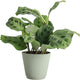 Thorsen's Greenhouse Green Prayer Plant, Live Indoor Plant, Pet Friendly, Uncommon Houseplant, Green Maranta, Easy to Grow, 4" Diameter Pot (Sage)