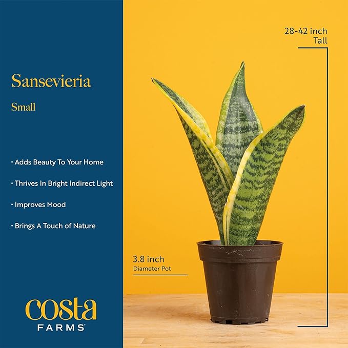 Costa Farms Snake Plants, Live Plants in Plastic Pots, Easy to Maintain, Air Purifying Indoor Succulent Houseplants, Assorted Variety, Home or Office Decor, 8-12 Inches Tall, Pack of 2