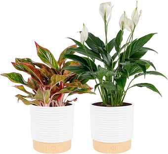 Costa Farms Live Indoor Houseplants (2 Pack) Peace Lily, Chinese Evergreen in Decor Planter Pot, Potting Soil Mix, Birthday, Housewarming Gift, 1 Foot Tall