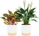 Costa Farms Live Indoor Houseplants (2 Pack) Peace Lily, Chinese Evergreen in Decor Planter Pot, Potting Soil Mix, Birthday, Housewarming Gift, 1 Foot Tall