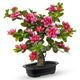 Hollyone Artificial Azalea Bonsai Tree Pink Fake Rhododendron Flowers Plants in Pot 15.7" Faux Azalea Flower Silk Small Potted Plant Floral Arrangement Desk Garden Walkway Table Centerpiece Home Decor
