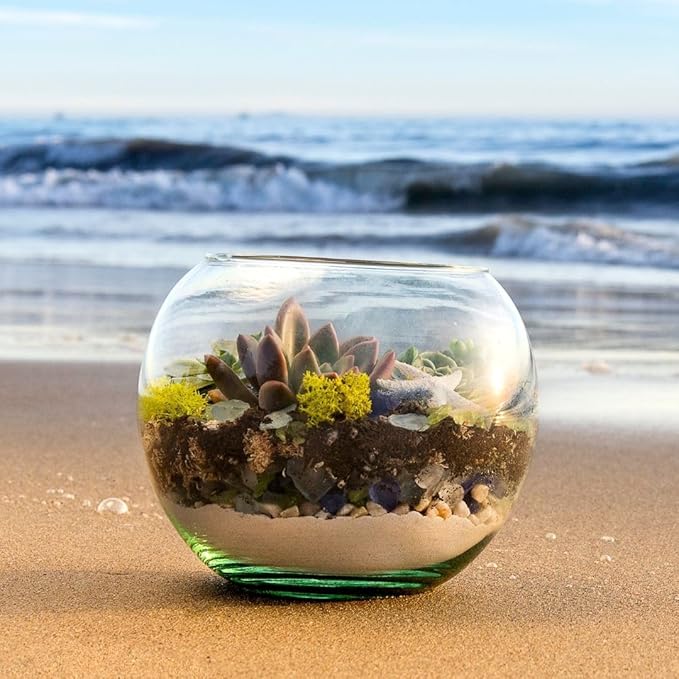 SuperMoss (90420) Beach Terrarium DIY Kit – Create Stunning Nature-Inspired Mini Gardens – Perfect for Home Decor, Office Gifts, and Plant Lovers, Appx 8 Oz