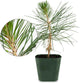 Generic Mini Bonsai Tree Japanese Black Pine Starter Plant Pinus Thunbergii Live Tree Japanese Pine Zen Garden House Plant Indoor Tree Outdoor Plant, green