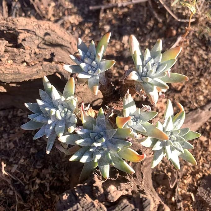 Dudleya Gnoma S.W.McCabe Rare Live Succulent Plants, Over 5 Heads Pot Size 3.4 inches Pink Live Plant, Excludes Pot Soil, Garden Indoor Office Desk, Party Baby Shower Decor, Gift for Plant Enthusiasts