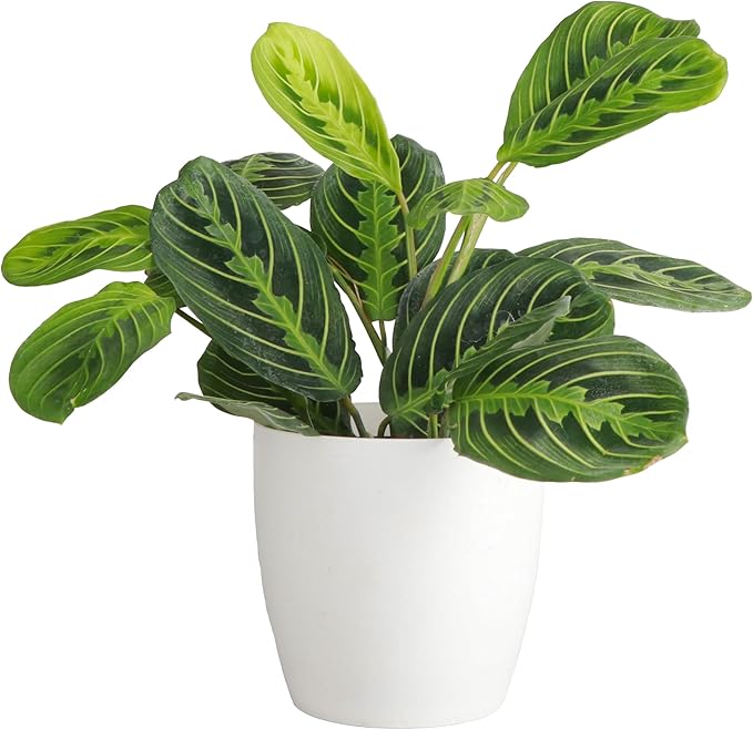 Thorsen's Greenhouse Lemon Lime Prayer Plant, Live Indoor Plant, Pet Friendly, Attractive Houseplant, Lemon Maranta, Natural Air Purifier, Easy to Grow, 4" Diameter Pot (White)
