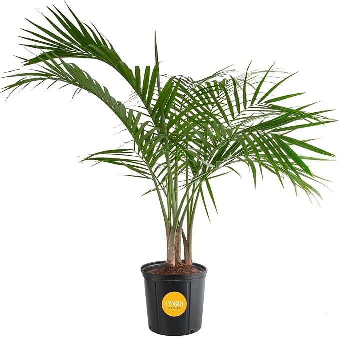 Costa Farms Majesty Palm Live Plant in Plastic Pot, Large Indoor Houseplant, Perfect for Home, Room, or Office Decor, Great House Warming or Birthday Gift, 3-4 Feet Tall