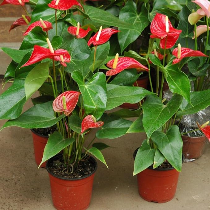 GARDENERA Anthurium Soil - Ideal Formula for Healthy and Vibrant Anthurium Growth - 3 QUARTS