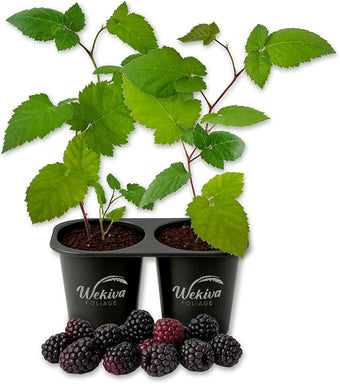 Kiowa BlackBerry Plant - 2 Live Starter Plants - Rubus - Edible Fruit Bearing Bush for Patio and Garden