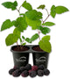 Kiowa BlackBerry Plant - 2 Live Starter Plants - Rubus - Edible Fruit Bearing Bush for Patio and Garden