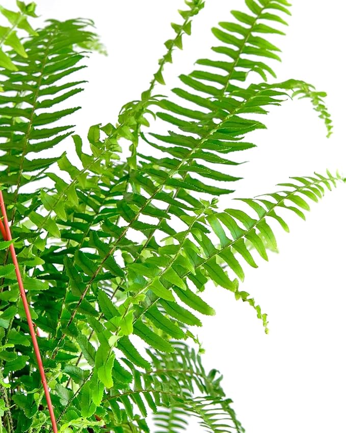 Shop Succulents Queen Fern Plant, Hanging Live Indoor Plant, Easy Care Hanging Trailing Houseplant in Nursery Pot, Air Purifying Plant in Soil, Housewarming, Home Décor, Trails 2-3 Feet
