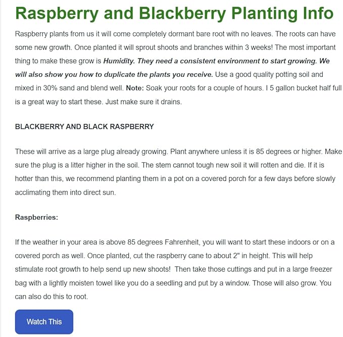 3 Caroline Red -Raspberry Plants (Pack of 3 Bare Root) -Delicious-Organic Grown