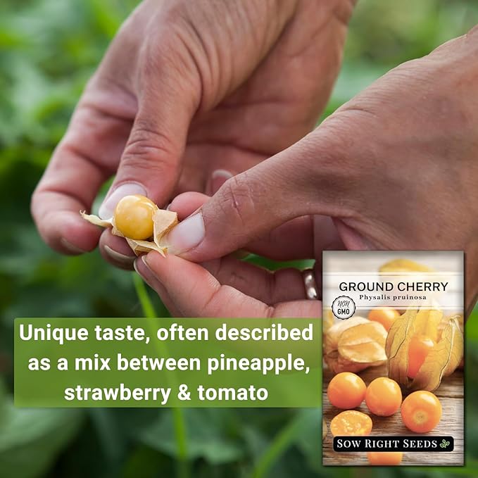 Sow Right Seeds - Ground Cherries Seeds for Planting - Non-GMO Heirloom Packet with Instructions to Plant an Outdoor Home Vegetable Garden - Mexican Husk Tomato - Endangered Variety (3)
