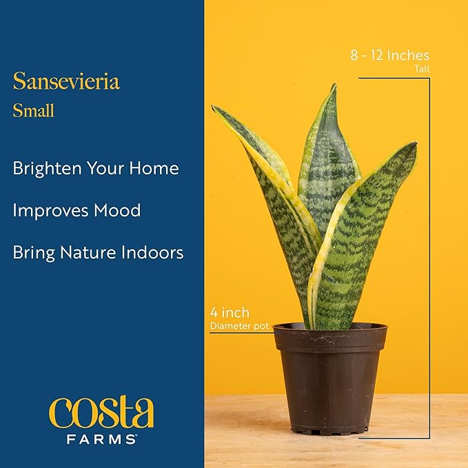 Costa Farms Snake Plant, Sansevieria Live Plant in Decorative Pot, Easy to Maintain, Air Purifying Succulent Indoor Houseplant, Assorted Variety, Home, Room, or Office Décor, 8-12 Inches Tall