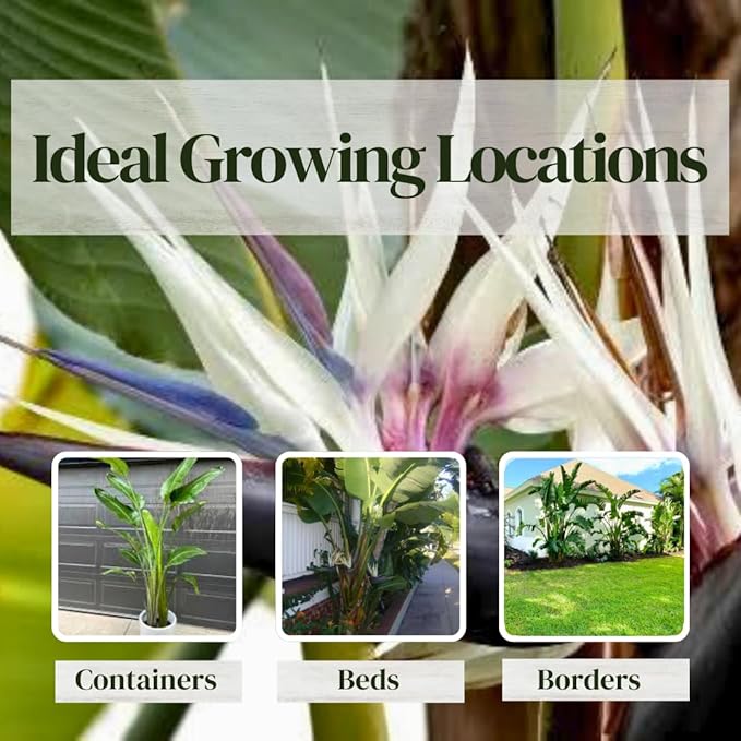 Bird of Paradise Plants Live (4-Pack), Strelitzia Plants with Perennial White Flowers, Indoor/Outdoor Plants, Exotic Tropical Decor, Not Artificial, 6-10" Height. 2" Pot