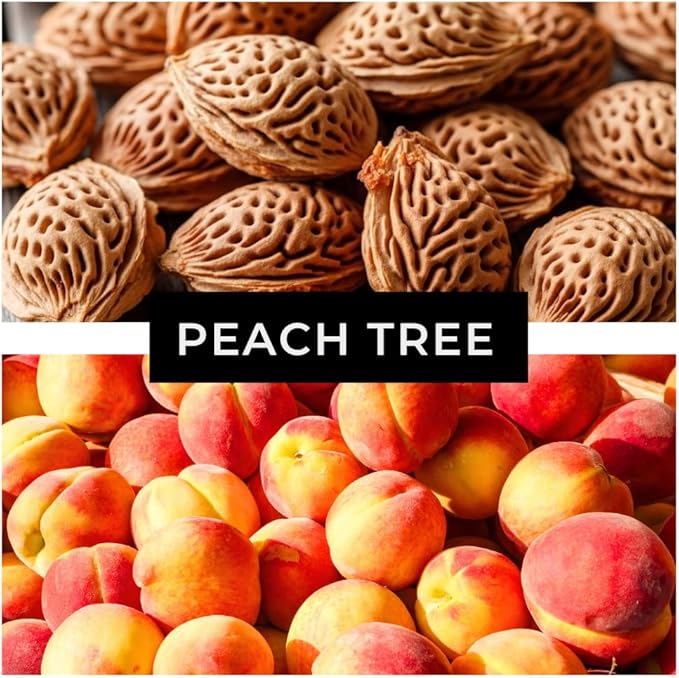 Peach Tree Seeds – Easy to Grow, Hardy, Delicious Fruit, Perfect for Garden Planting, Beginner-Friendly, Fast-Growing, Ideal for Fresh Peaches & Cooking (8 Seeds)