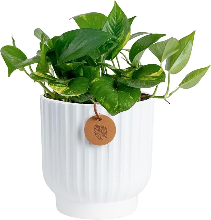 Costa Farms Golden Pothos Live Plant, Devil's Ivy in Decorative Pot, Easy to Maintain, Air Purifying Indoor Houseplant, Home, Room, or Office Decor, House Warming or Birthday Gift, 12-14 Inches Tall