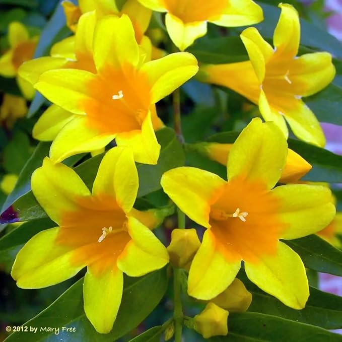 Carolina Jasmine Plant, Live Evergreen Vine, Fragrant Yellow Blooms, Fast Growing Climber for Trellis, Fences, or Arbors - Gelsemium sempervirens - 2 Cups