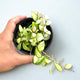 Hoya Heuschkeliana Variegata Live Plant – Hoya Variegated Fully Rooted Starter Plant – Rare Indoor Tropical Vines – Easy Care Houseplant for Beginners – Unique Gift for Collectors (Heat Pack Included)