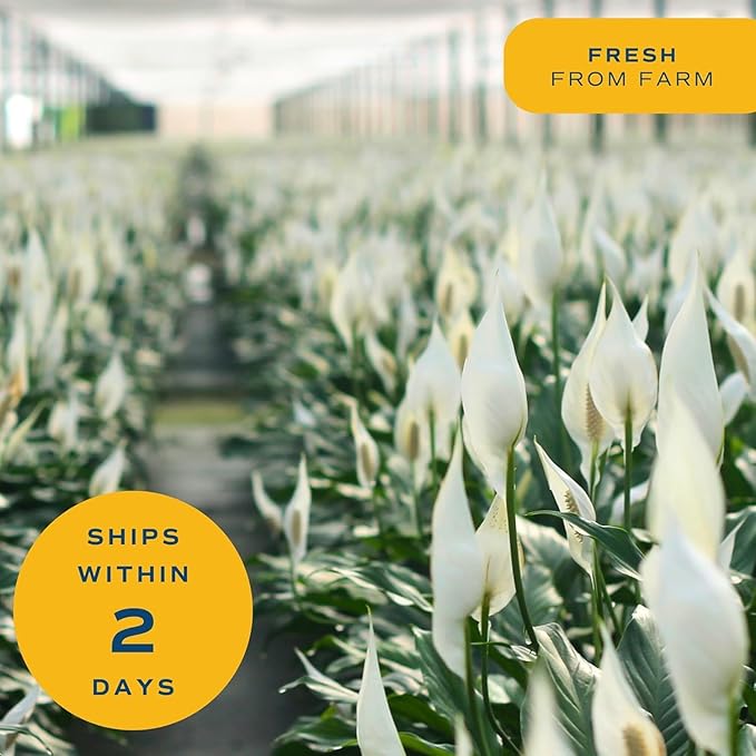 Costa Farms Peace Lily, Live Indoor Plant with Flowers, Air Purifying Houseplant in Nursery Planter Pot, Potting Soil, Thinking of You Gift, Plants Room Decor, 1 Foot Tall