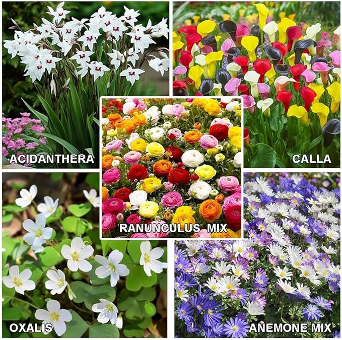 Amazing Deal - Complete Spring & Summer 100 Bulbs Blooming Flower Garden - Beautiful Flowers That Will Attract Bees, Butterflies & Hummingbirds and Other Pollinators - Easy to Grow 1000's Sold
