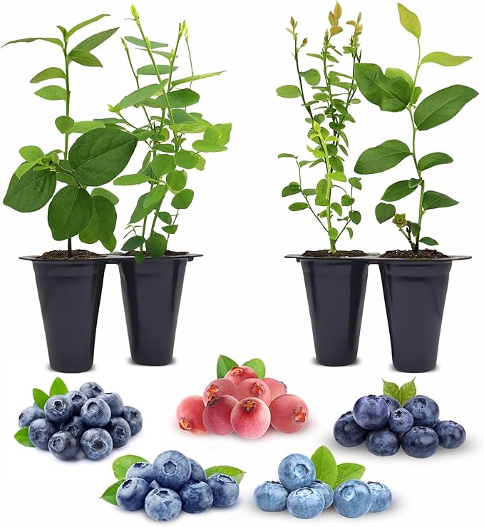 Blueberry Plants Collection (4 Pack) Edible Fruit Plant from Our Optimal Picks | Easy to Grow Plants for Sustainable Living | Grow Your own Food on Your Edible Organic Garden | Live for Planting |