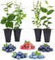 Blueberry Plants Collection (4 Pack) Edible Fruit Plant from Our Optimal Picks | Easy to Grow Plants for Sustainable Living | Grow Your own Food on Your Edible Organic Garden | Live for Planting |