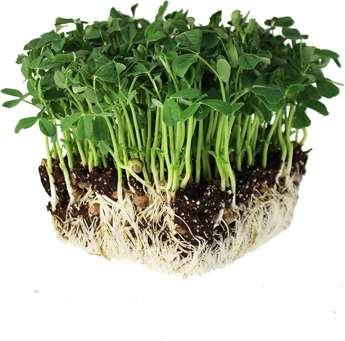 Speckled Pea Sprouting Seeds - 5 Lbs - Certified Organic, Non-GMO Green Pea Sprout Seeds - Sprouts & Microgreens