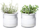 Phoenix Vine 4 Inch Self Watering Planter Pot, Design White Terracotta Pots for Plants, Indoor Cylinder Terra Cotta Pots with Glass Vase, Set of 2, 51-B-E-2