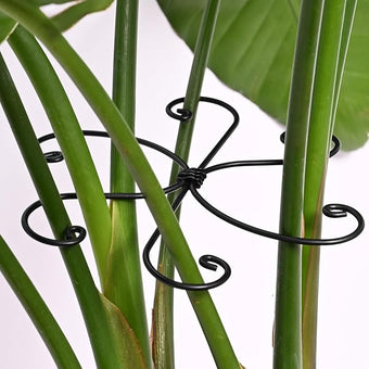 Black Monstera Plant Support Hook - 6.5 * 6.5IN -5 Piece Set, Durable Metal Stem Supports for Indoor Plants, Leaf Holder & Fishbone Cactus Stake, Stylish Design for Healthy Growth & Easy Care