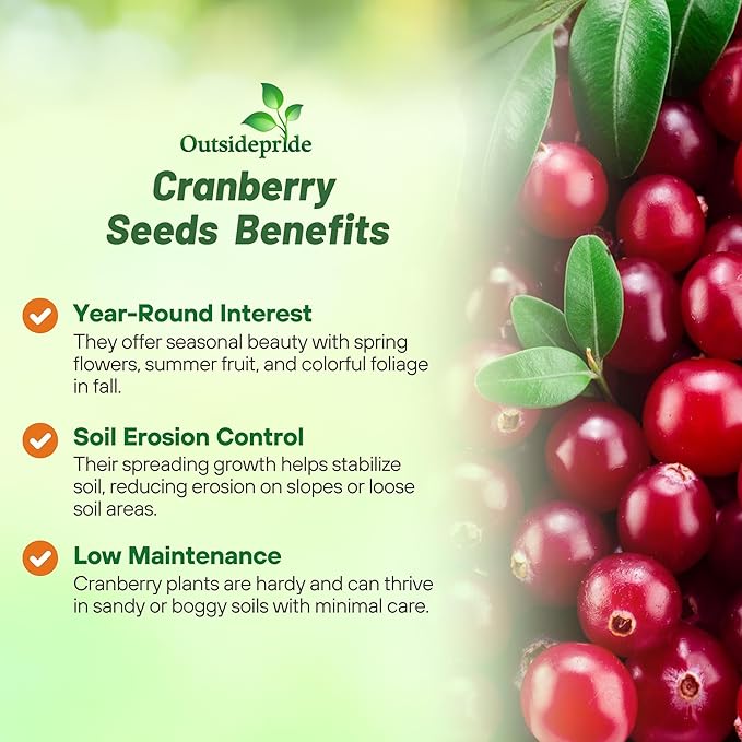 Outsidepride Cranberry Seeds - 250 Pcs. Perennial, Easy to Grow & Low Maintenance, Fruit Seeds for Planting Nutrient-Rich Berries with Purple Blooms for Pollinator Gardens & Container Displays