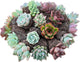 Sprout N Green 5 Assorted Succulents with Root, 5 Different Varieties Live Plants Collection, Without Plant Pot, Great for Gardener Beginner, DIY Projects, Wedding Party Favor, Easy to Care