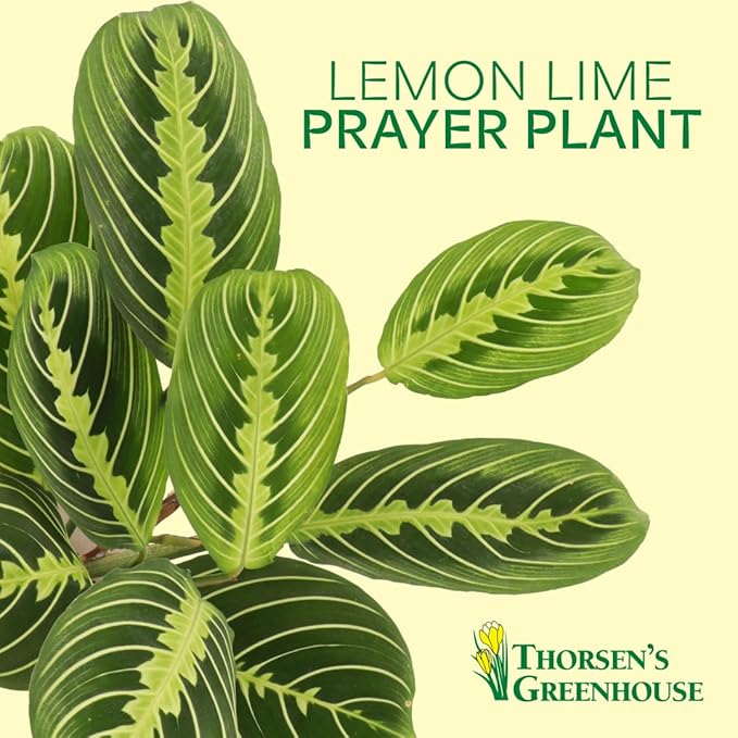 Thorsen's Greenhouse Lemon Lime Prayer Plant, Live Indoor Plant, Pet Friendly, Attractive Houseplant, Lemon Maranta, Natural Air Purifier, Easy to Grow, 4" Diameter Pot (Growers Pot)