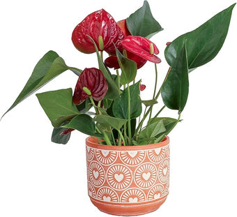 Costa Farms Anthurium, Flamingo Flower Live Plant in Decorative Pot, Air Purifying Flowering Indoor Houseplant, Home, Room, or Office Decor, House Warming or Birthday Gift, 10-14 Inches Tall