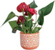 Costa Farms Anthurium, Flamingo Flower Live Plant in Decorative Pot, Air Purifying Flowering Indoor Houseplant, Home, Room, or Office Decor, House Warming or Birthday Gift, 10-14 Inches Tall
