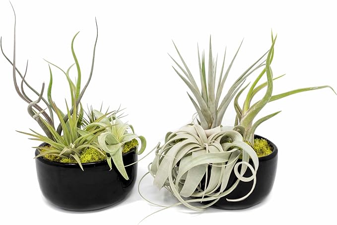 Air Plant Shop Large Assembled Air Plant Bowl Garden - Wholesale and Bulk - Succulents - Live Tillandsia - Easy Care Indoor and Outdoor House Plants (1 Xerographica and 2 Large Air Plants)