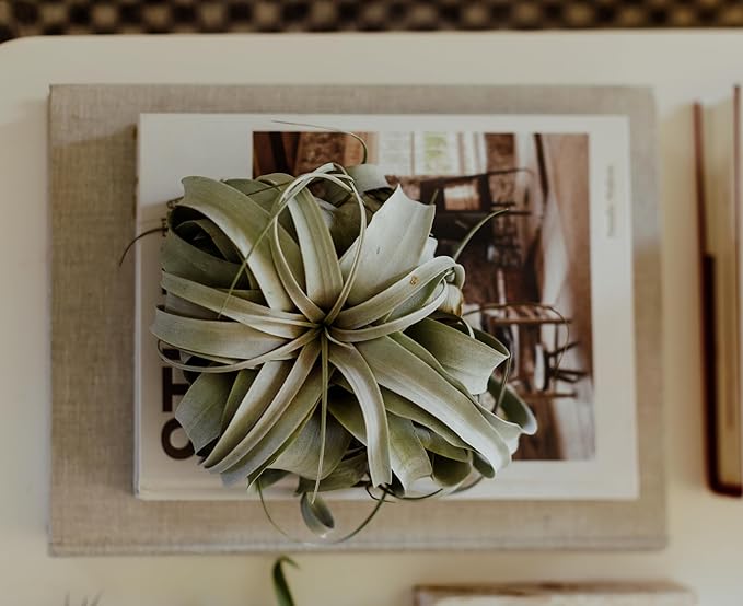 ragnaroc Air Plants - Tillandsia Xerographica, Small 2-3” - 3ct - Live Arrival Gauranteed - House Plants for Home Decor & Gift
